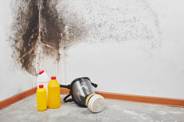 Arcadia, SC Mold Remediation Company