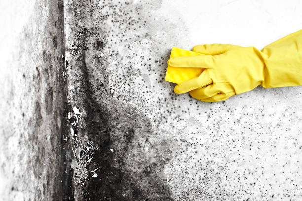 Best Post-Flood Mold Remediation in Arcadia, SC