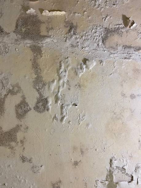 Best Industrial Mold Remediation in Arcadia, SC