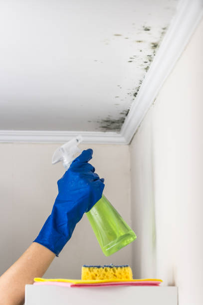 Best Attic Mold Remediation in Arcadia, SC